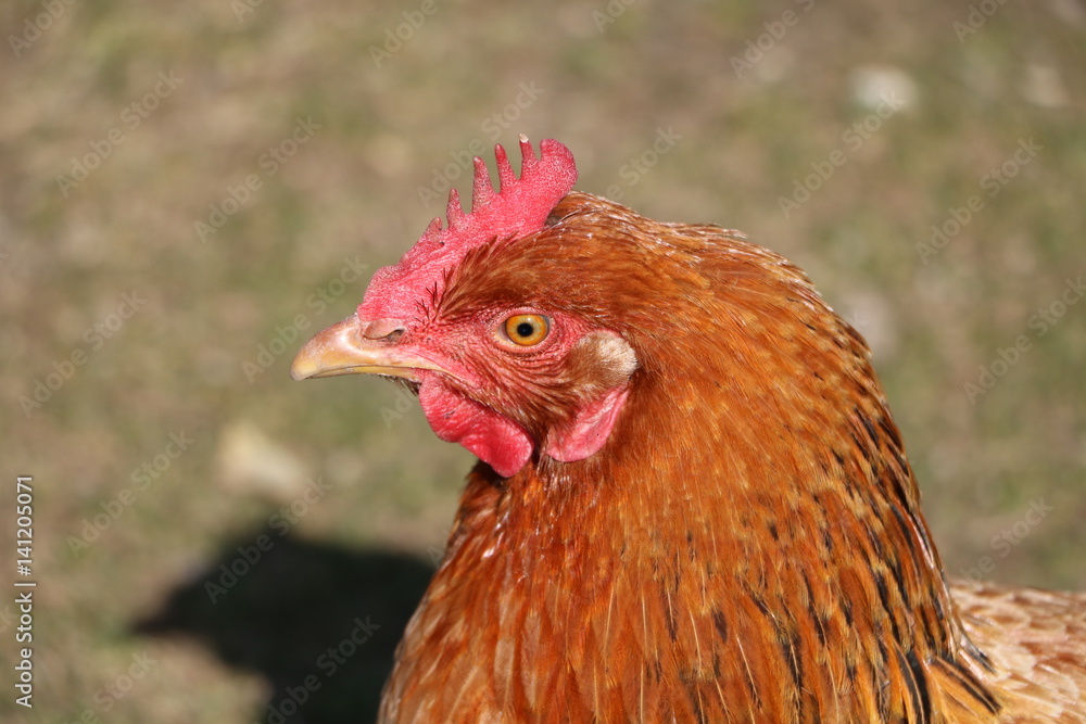 Hen called dwarf Italians
Hen called dwarf Italians
