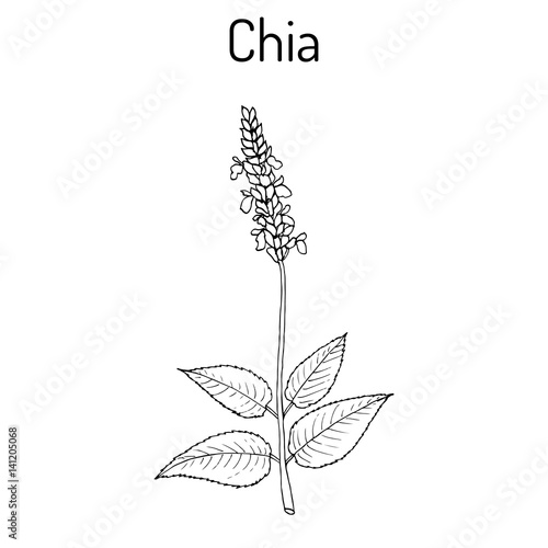 Chia Salvia hispanica healthy superfood