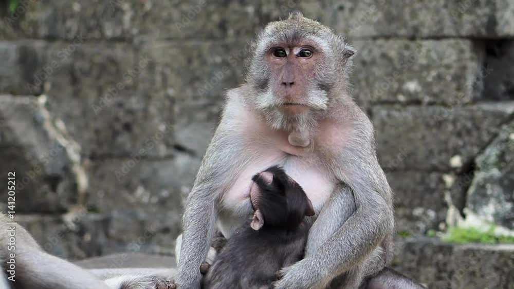 Monkey's Mother is Suckling Her Baby Monkey's Mother is Suckling Her Baby