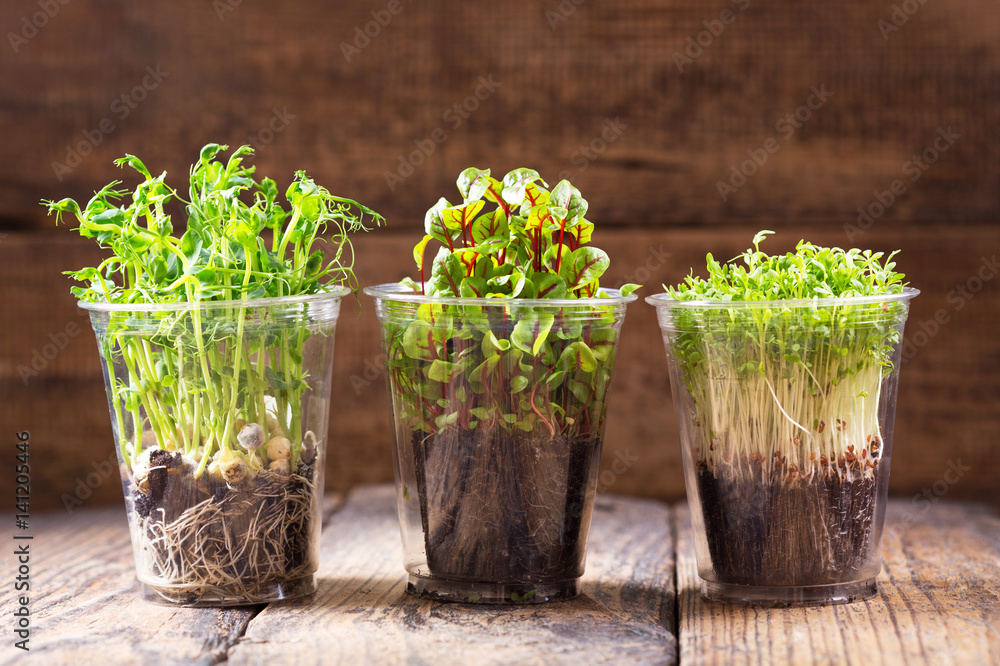 growing cress plants in a pots