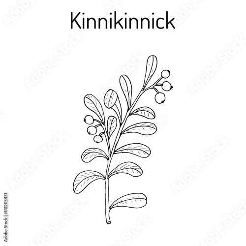 Kinnikinnick Arctostaphylos uva-ursi , or bearberry twig with berries. photo