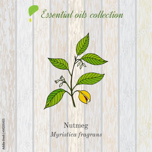 Pure essential oil collection, nutmeg. Wooden texture background