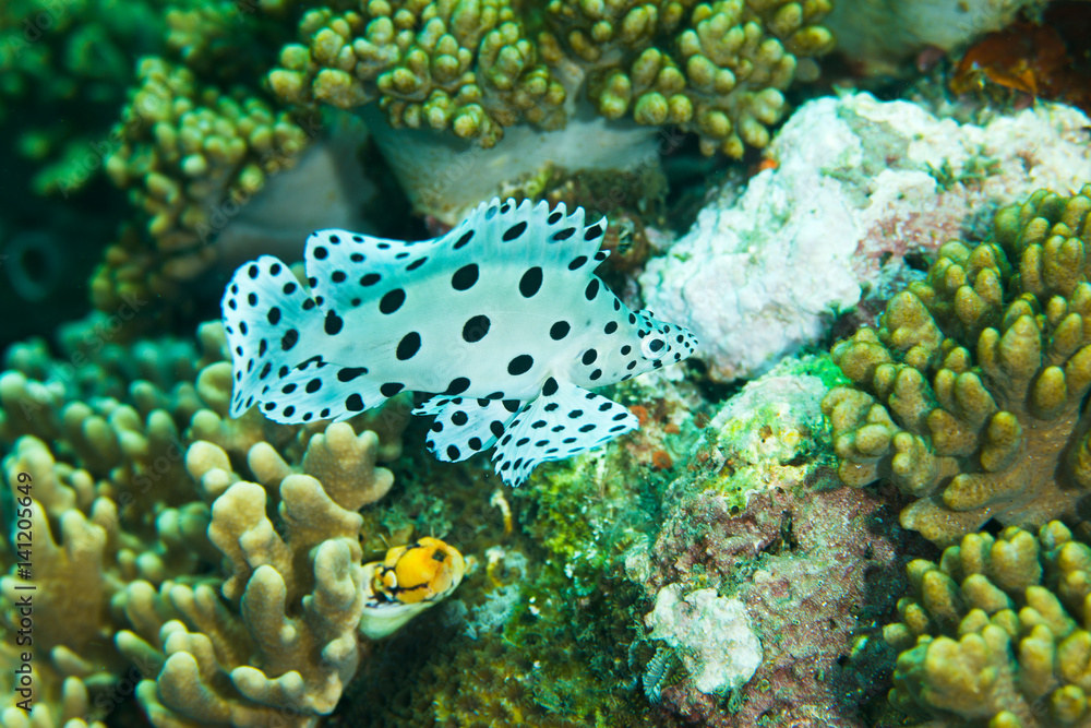 Undersea, Underwater life, fish, shoal, coral Undersea, Underwater life, fish, shoal, coral