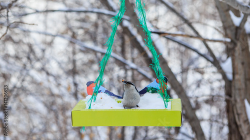 Sitta europaea. The nuthatch is in the bird feeder. Resort Belokurikha. Altai, Russia photo