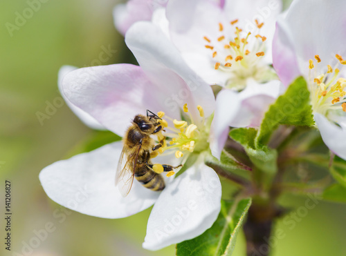 Bee picking pollen from apple flower.