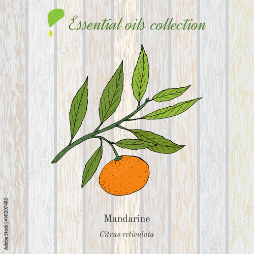 Pure essential oil collection, mandarine. Wooden texture background