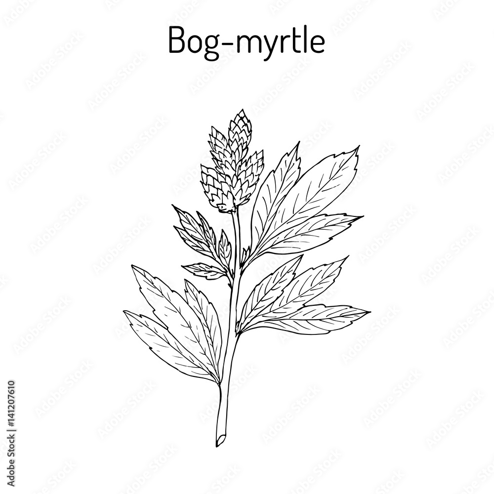 Fototapeta premium Bog-myrtle myrica gale , or sweetgale, medicinal plant