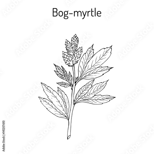 Wallpaper Mural Bog-myrtle myrica gale , or sweetgale, medicinal plant