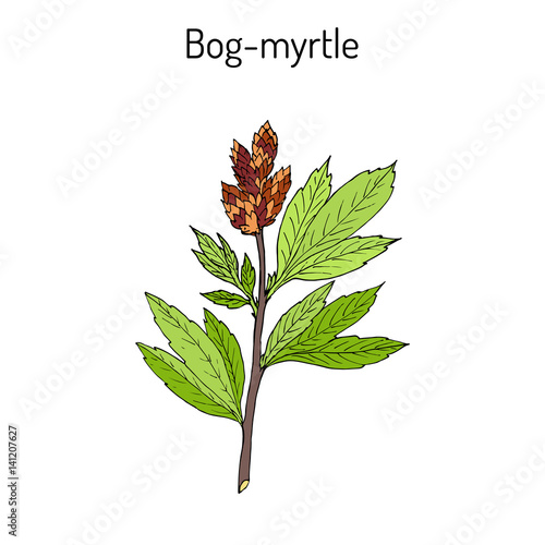 Bog-myrtle myrica gale , or sweetgale, medicinal plant
