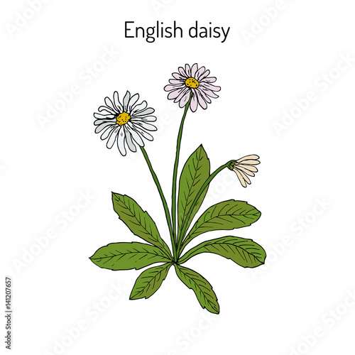 Common, english or lawn daisy Bellis perennis 