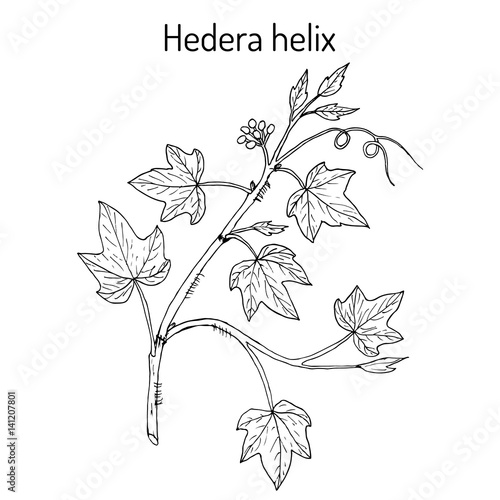 English ivy Hedera helix , ornamental and medicinal plant