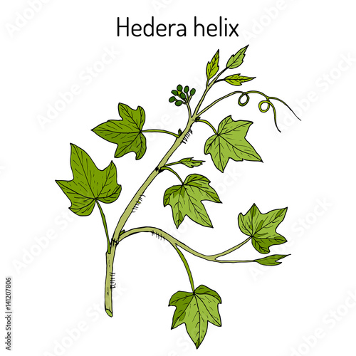 English ivy Hedera helix , ornamental and medicinal plant