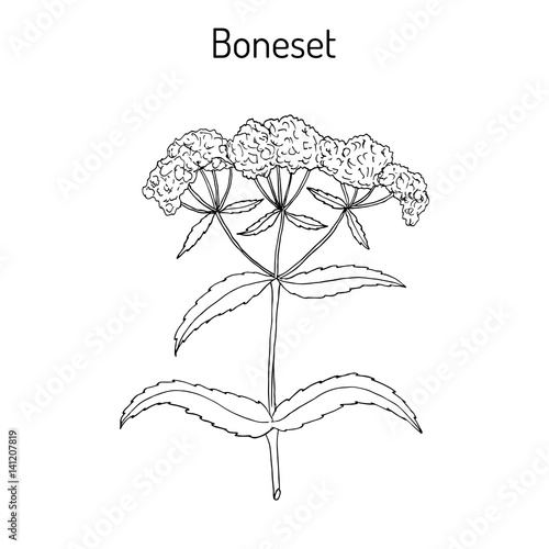 Boneset Eupatorium perfoliatum , or agueweed, feverwort, sweating-plant.