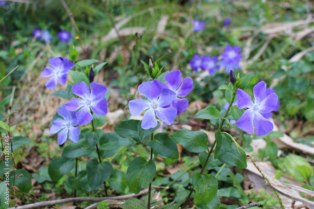 ツルニチニチソウの花 Stock Photo Adobe Stock