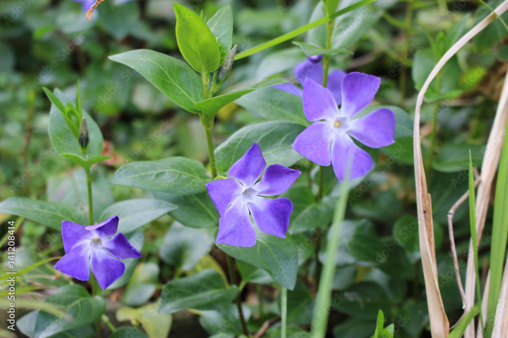 ツルニチニチソウの花