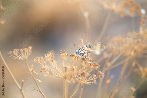 Butterfly with dry flowers
