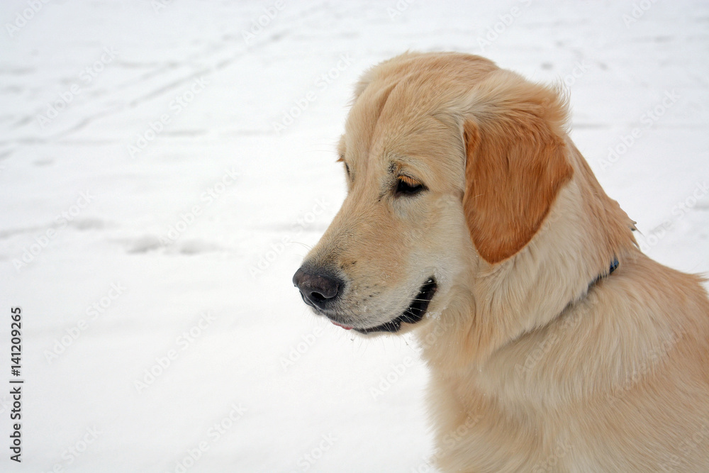 The dog sitting on snow