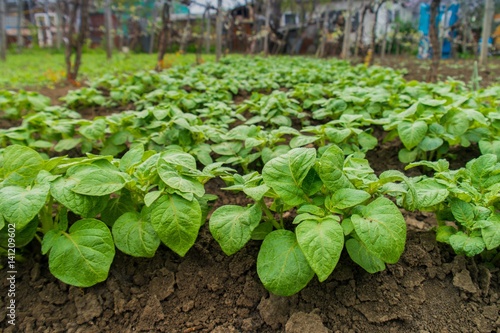 Young potato plant growing on the soil