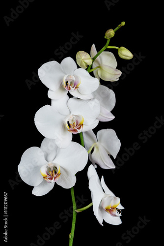 Fototapeta Naklejka Na Ścianę i Meble -  White Orchid on a black background