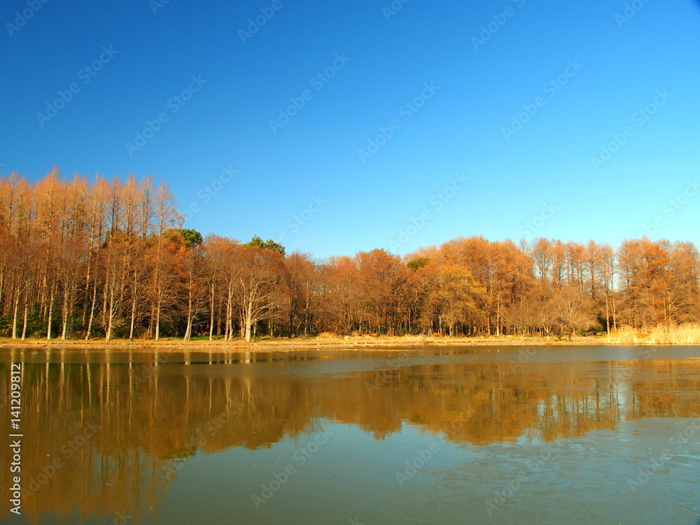 冬の林と池風景