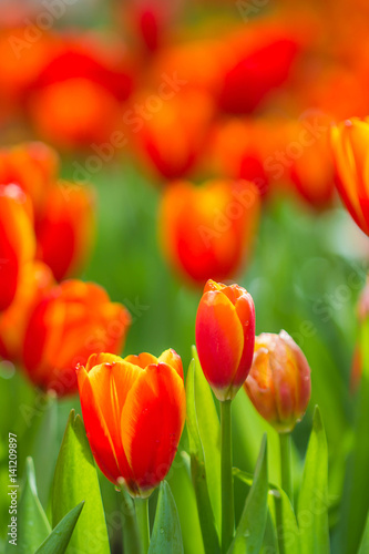 all tulips in the garden.