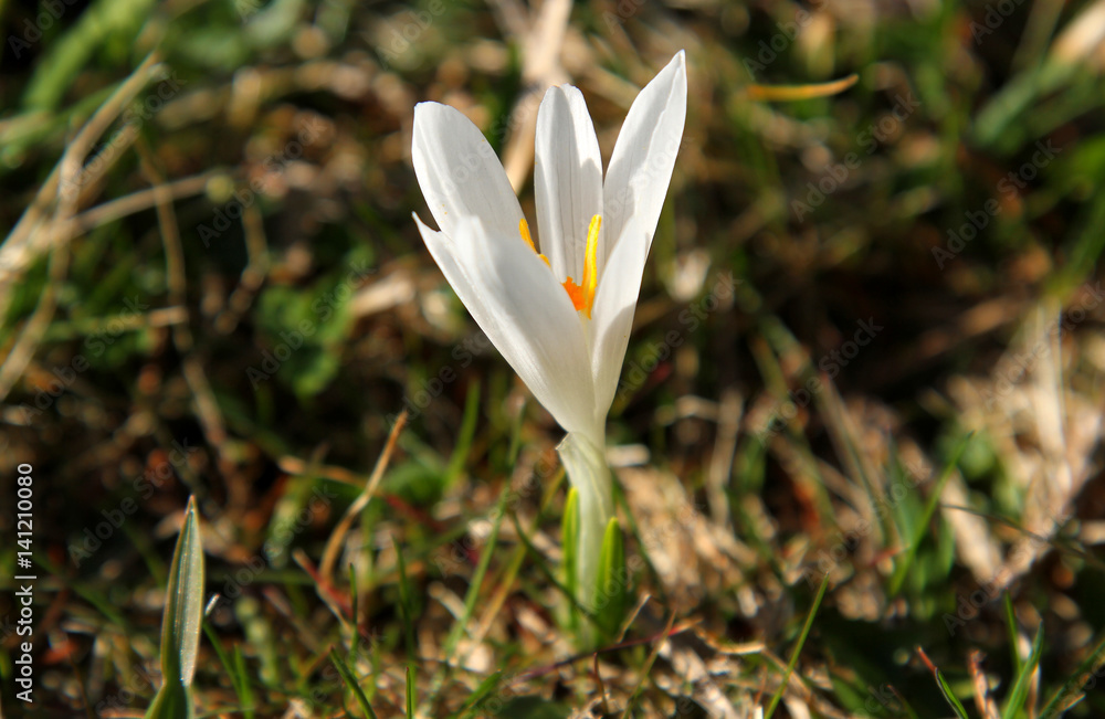 Weißer Krokus (Crocus) auf einer Frühlingswiese. Weißer Krokus (Crocus) auf einer Frühlingswiese.