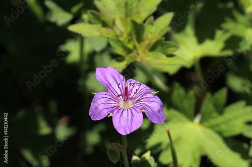 Fototapeta Naklejka Na Ścianę i Meble -  Purple 