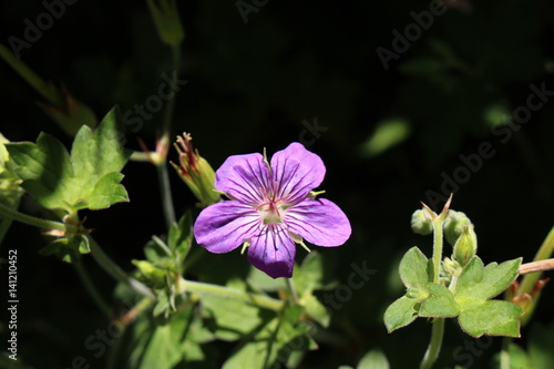 Fototapeta Naklejka Na Ścianę i Meble -  Purple 