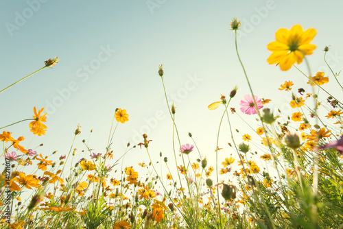 Close up yellow cosmos flower on natural blue sky background. Fresh nature.