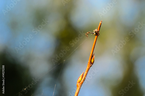 Very smal male spider of misumena vatiasits near its web photo