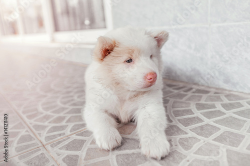 white cute puppy bangkeaw thai pedigree dog photo