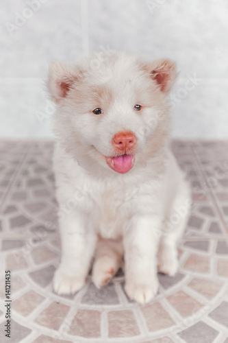 white cute puppy bangkeaw thai pedigree dog © F16-ISO100