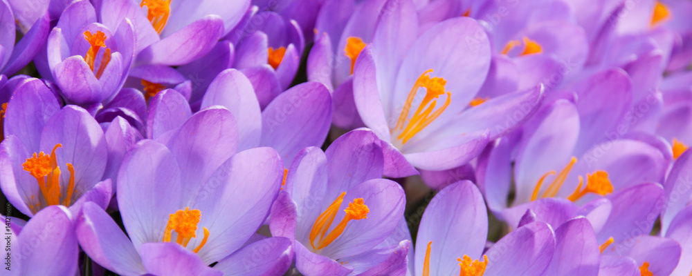 Krokus Krokus