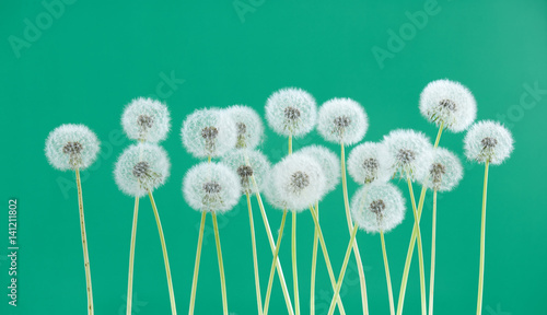 Dandelion flower on green color background  group objects on blank space backdrop  nature and spring season concept.