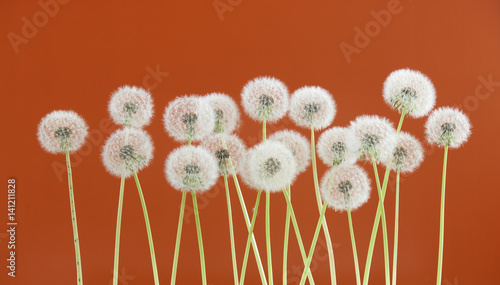 Fototapeta Naklejka Na Ścianę i Meble -  Dandelion flower on brown color background, group objects on blank space backdrop, nature and spring season concept.