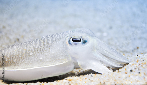 Common cuttlefish