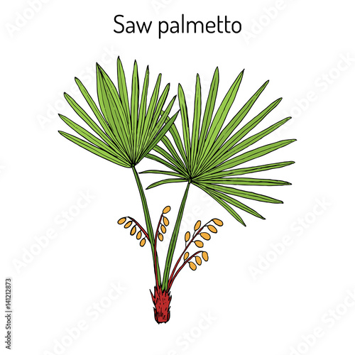 Saw Palmetto Serenoa repens , medicinal tree