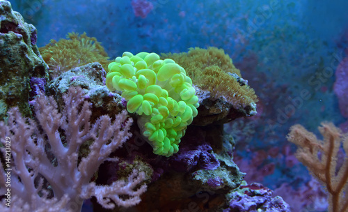 Plerogyra sinuosa, bubble coral. Reef tank, marine aquarium. Fragment of blue aquarium full of plants. A tank filled with water for keeping live underwater animals. Day view.