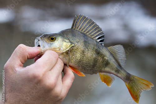 Fisherman on the river bank, a fisherman caught a perch. Fisherman holding a perch in his hand. Big bass, silicone lures, fish, catch, spinning - concept of active rest