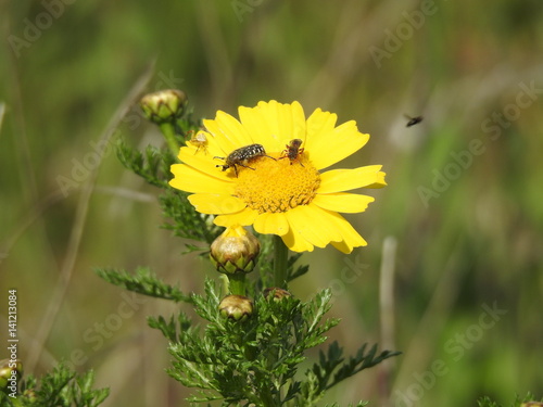 Margherita e insetti sul fiore