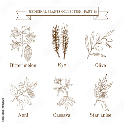 Vintage collection of hand drawn medical herbs and plants, bitter melon, rye, olive, noni, cassava, star anise