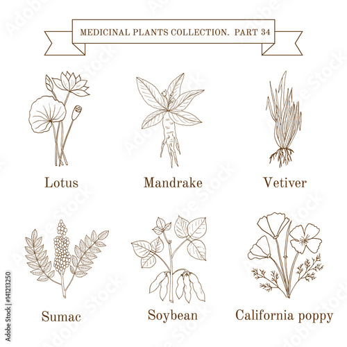 Fototapeta Naklejka Na Ścianę i Meble -  Vintage collection of hand drawn medical herbs and plants, lotus, mandrake, vetiver, sumac, soybean, calofornia poppy