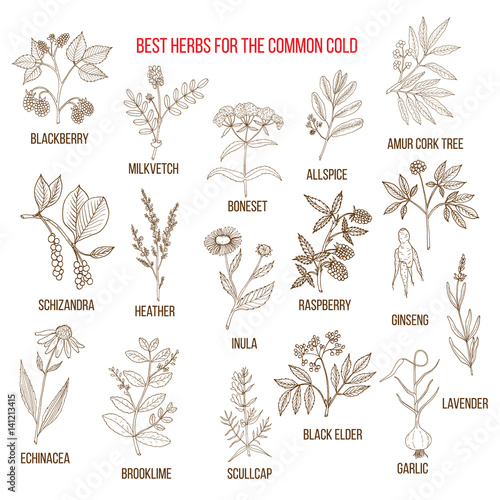 Best herbs for common cold photo