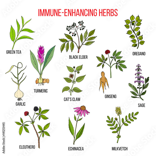 Immune enhancing herbs