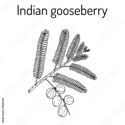 Indian gooseberry Phyllanthus emblica , or emblic myrobalan, robalan, Malacca tree, amla with leaves and berries