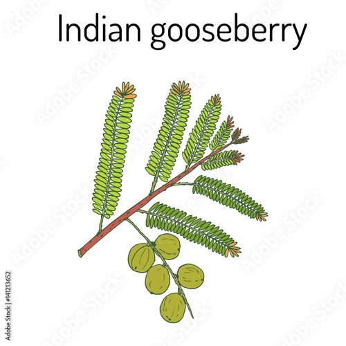 Indian gooseberry Phyllanthus emblica , or emblic myrobalan, robalan, Malacca tree, amla with leaves and berries