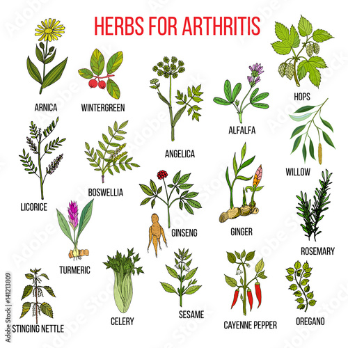 Herbs to fight arthritis boswellia, willow, celery, ginger, arnica, wintergreen, andelica, alfalfa, hop, licorice, ginseng, rosemary, turmeric, stringing nettle, sesame, cayenne pepper, oregano