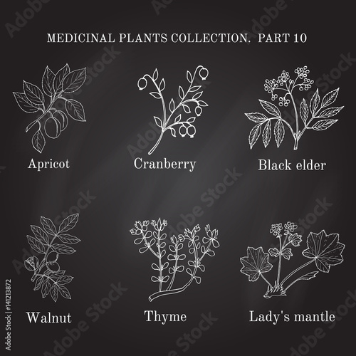 Vintage collection of hand drawn medical herbs and plants, apricot, cranberry, black elder, walnut, thyme, lady s mantel.