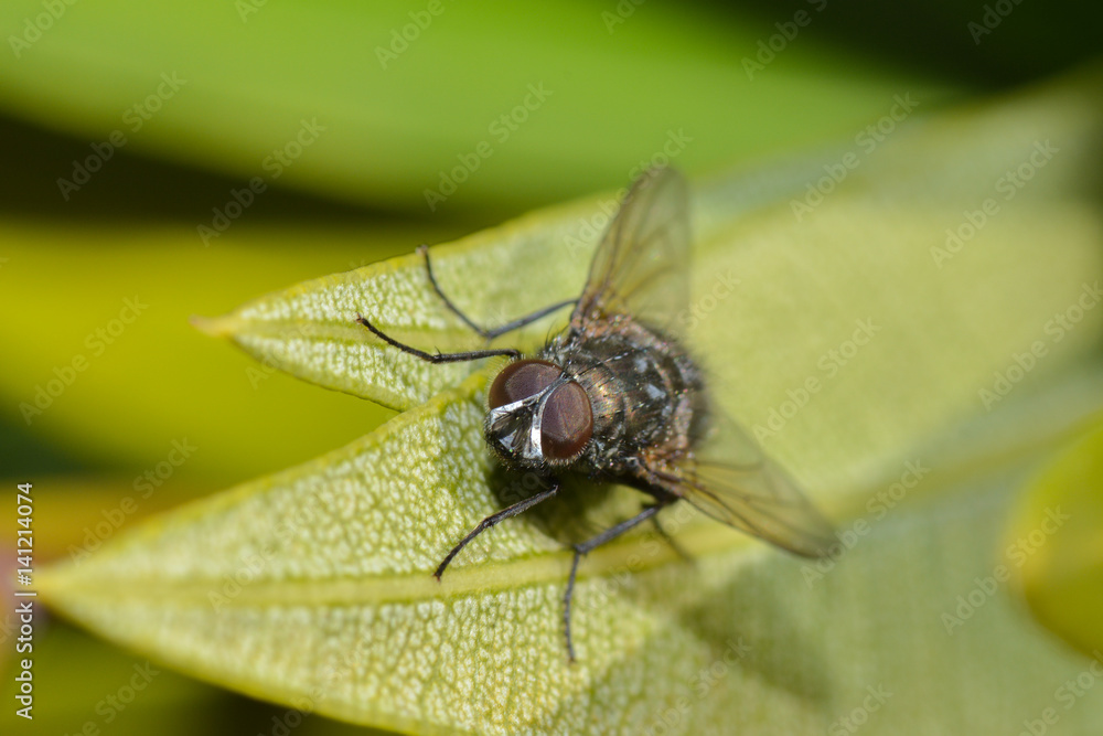 Kleine Fliege auf einem Blatt Kleine Fliege auf einem Blatt