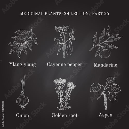 Vintage collection of hand drawn medical herbs and plants